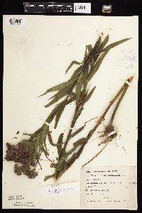 Vernonia fasciculata image