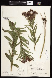 Vernonia fasciculata image