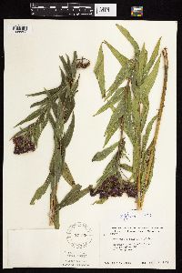 Vernonia fasciculata image