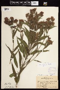 Vernonia fasciculata image