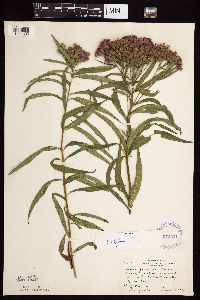 Vernonia fasciculata image