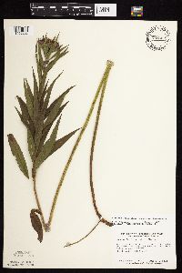 Vernonia fasciculata image
