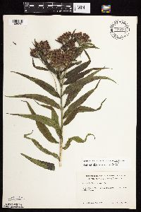 Vernonia fasciculata image