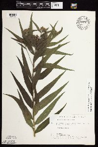 Vernonia fasciculata image