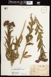 Vernonia fasciculata image
