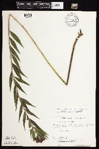 Vernonia fasciculata image