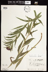 Vernonia fasciculata image