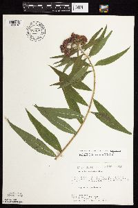 Vernonia fasciculata image