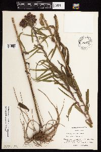 Vernonia fasciculata image