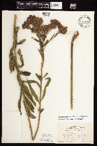 Vernonia fasciculata image