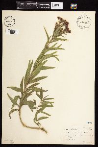 Vernonia fasciculata image
