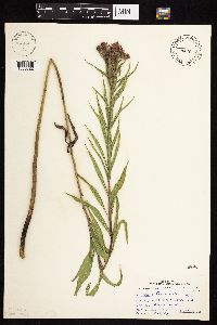 Vernonia fasciculata image