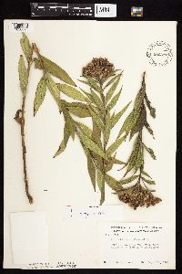 Vernonia fasciculata image