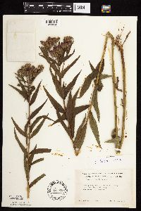 Vernonia fasciculata image