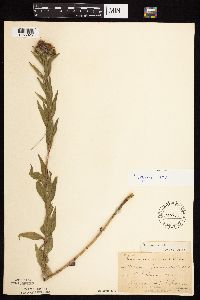 Vernonia fasciculata image
