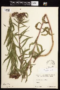 Vernonia fasciculata image