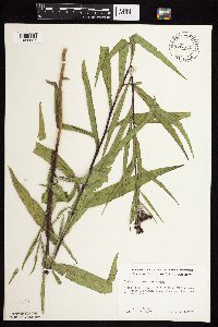 Vernonia fasciculata image