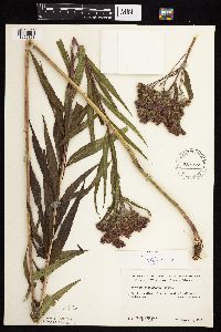 Vernonia fasciculata image