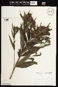 Vernonia fasciculata image