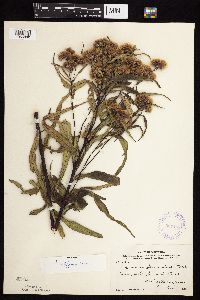 Vernonia fasciculata image