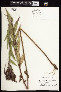 Vernonia fasciculata image