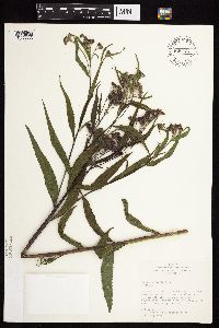 Vernonia fasciculata image