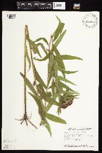 Vernonia fasciculata image