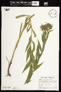 Vernonia fasciculata image