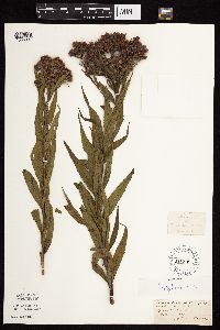 Vernonia fasciculata image