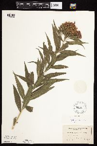 Vernonia fasciculata image