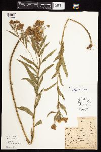 Vernonia fasciculata image