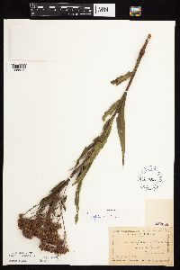 Vernonia fasciculata image