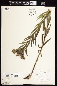 Vernonia fasciculata image