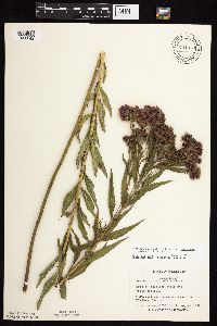 Vernonia fasciculata image