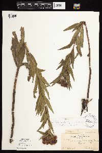 Vernonia fasciculata image