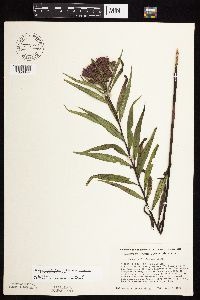 Vernonia fasciculata image