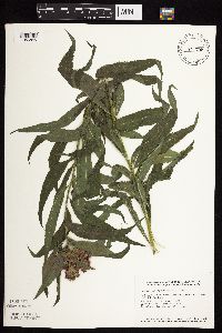Vernonia fasciculata image