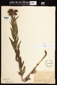 Vernonia fasciculata image