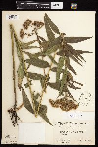 Vernonia fasciculata image