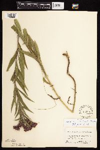 Vernonia fasciculata image