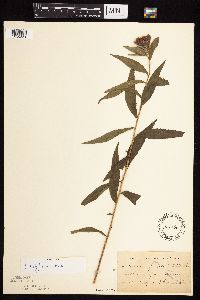 Vernonia fasciculata image