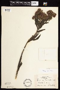 Vernonia fasciculata image