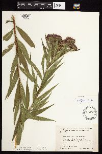 Vernonia fasciculata image