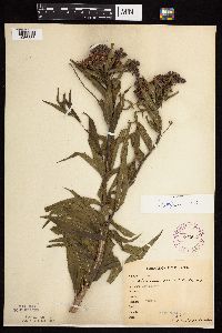 Vernonia fasciculata image