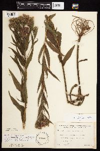 Vernonia fasciculata image