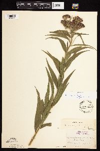 Vernonia fasciculata image