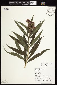 Vernonia fasciculata image