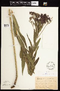 Vernonia fasciculata image