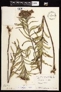 Vernonia fasciculata image