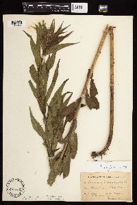 Vernonia fasciculata image